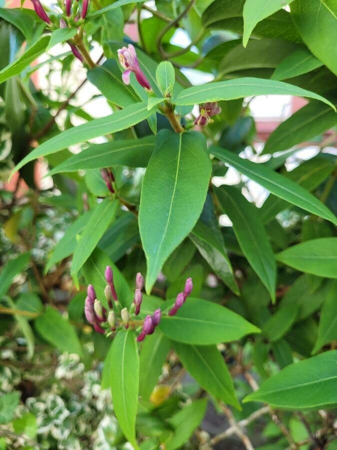 Caprifoglio acuminato 8