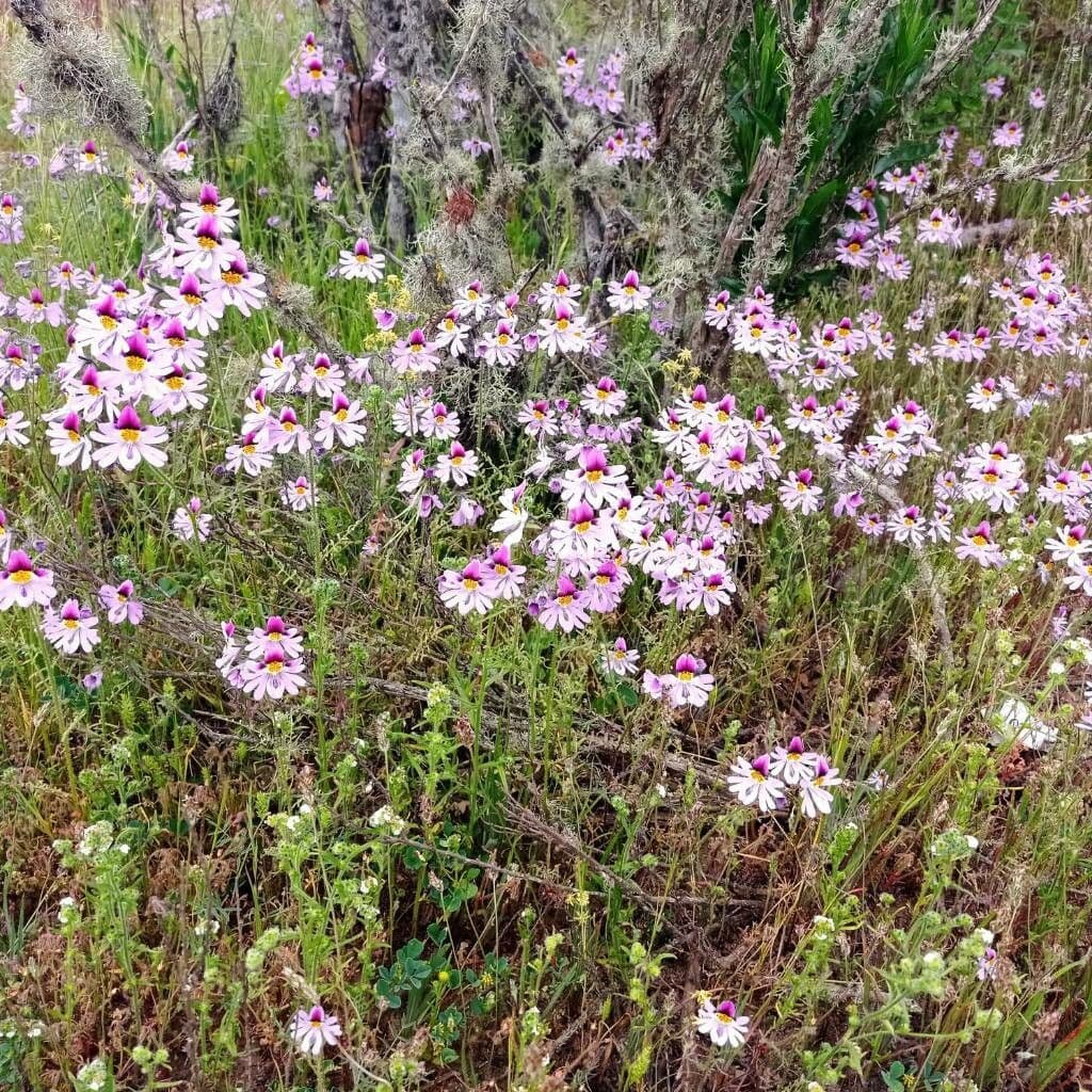 Schizanthus pinnatus 10