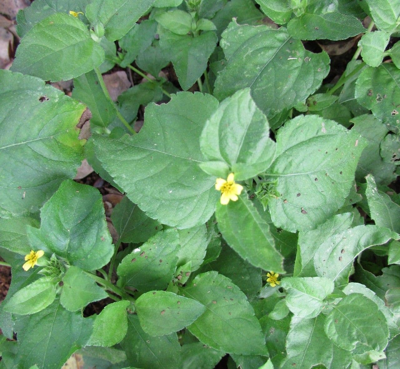Calyptocarpus vialis 7