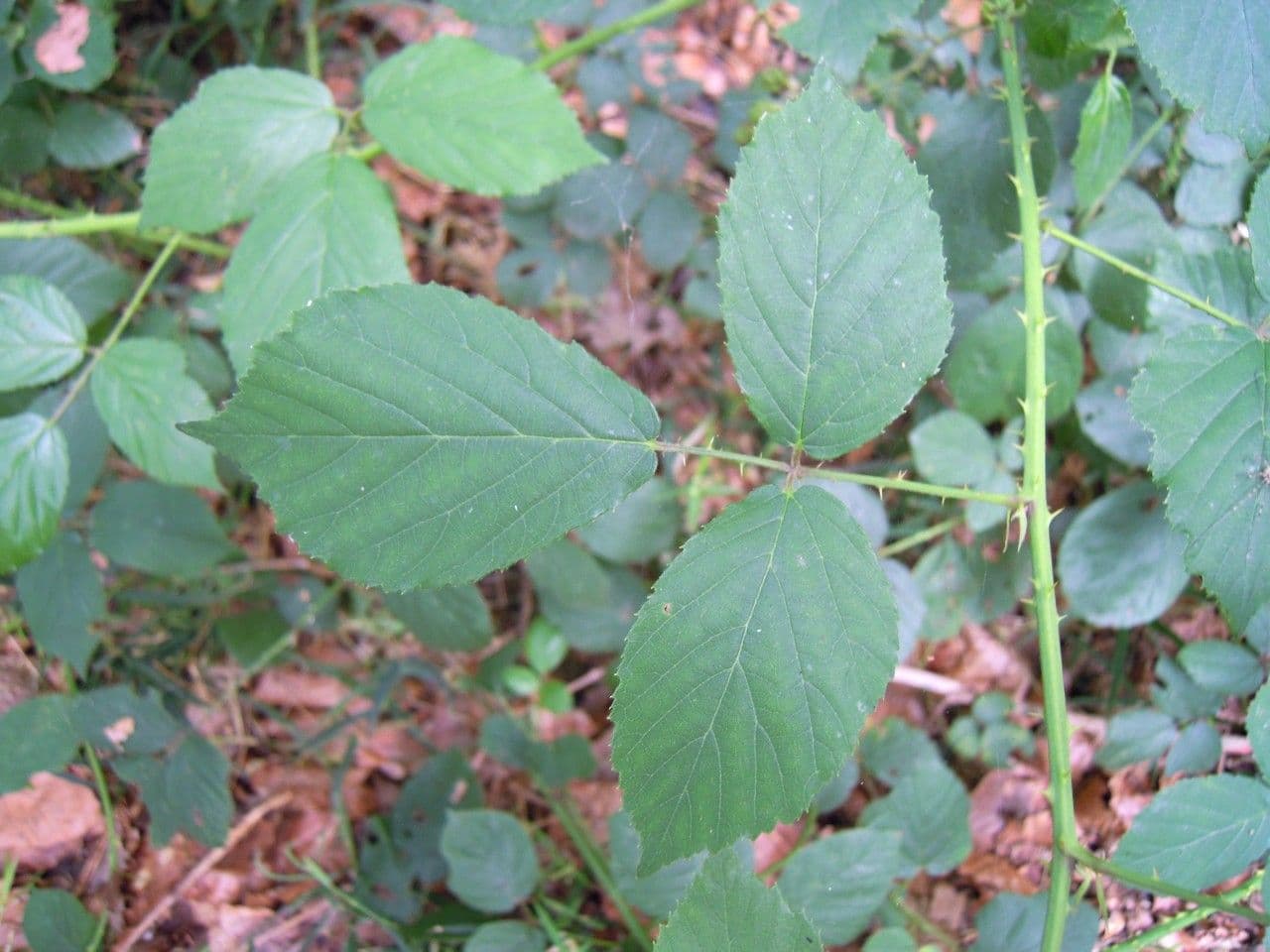 Brown-stemmed bramble 3