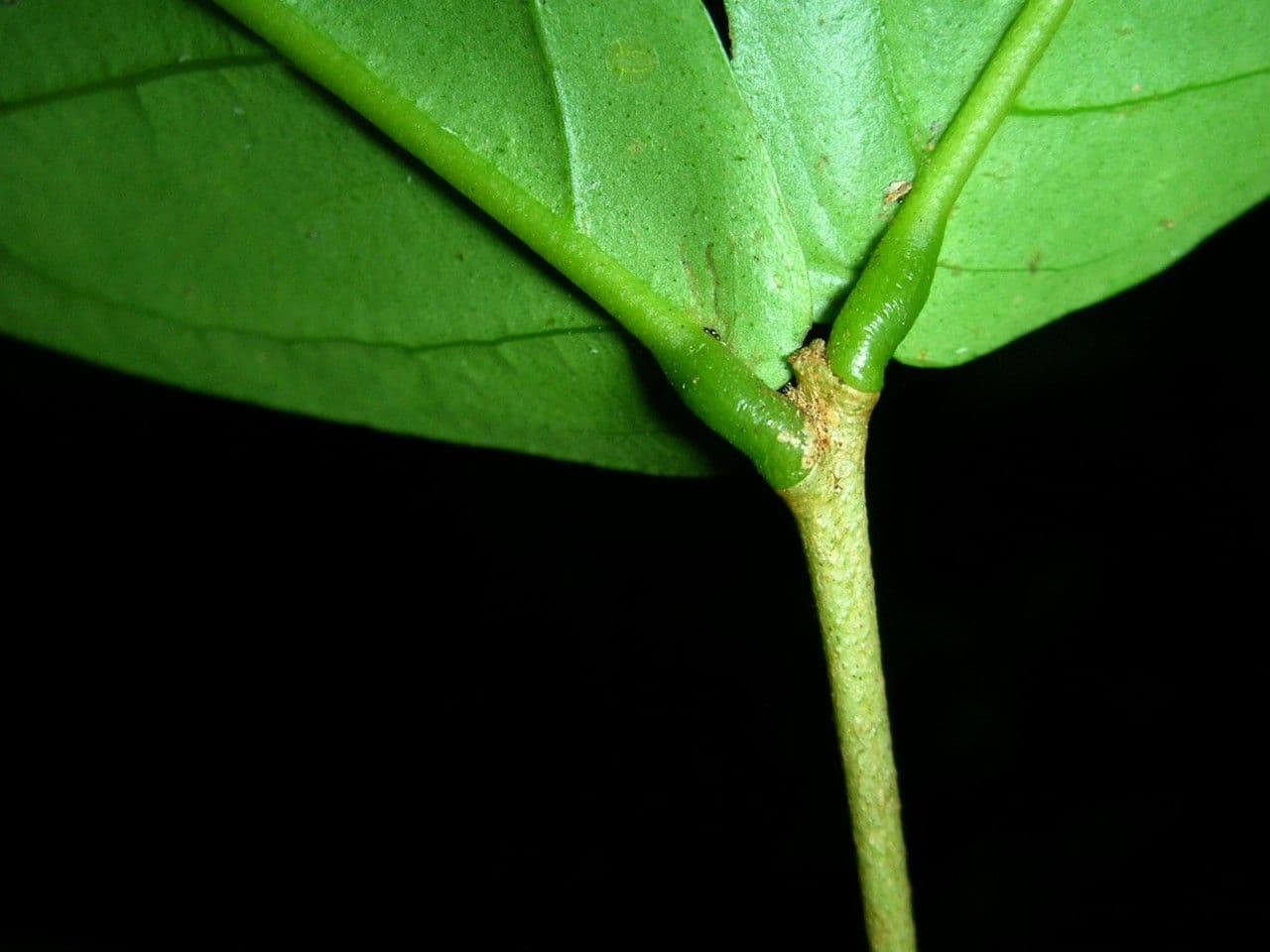 Eugenia 7