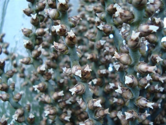 Kentiopsis 9