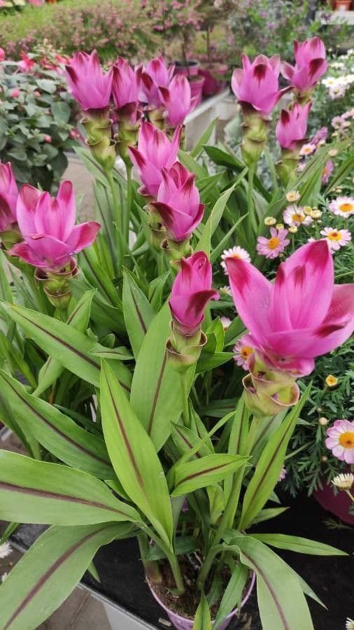 Siam-Tulpe 10