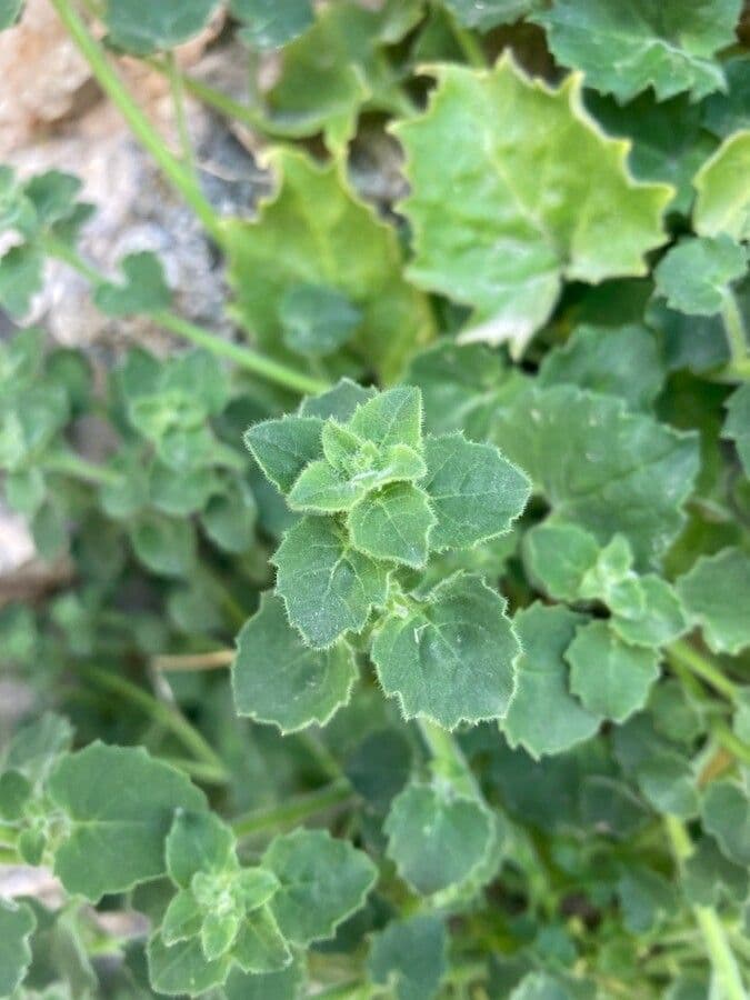 Dzwonek fenestrellata 5