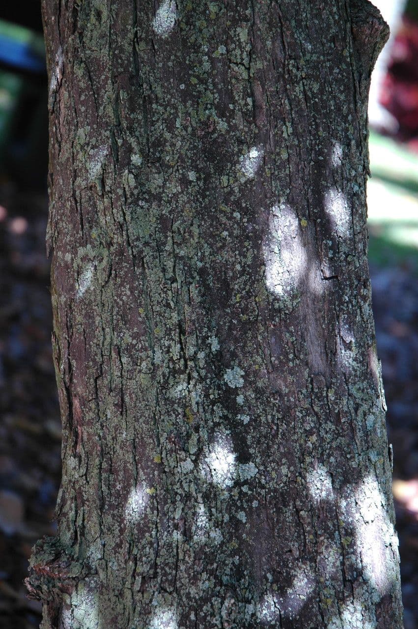 Polyalthia 6