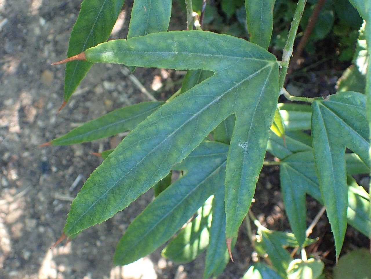 Rovo 10
