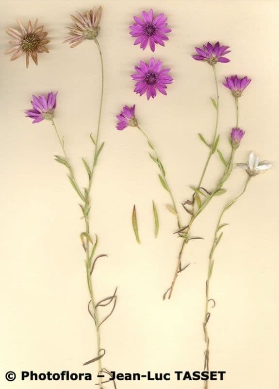 Immortelle annuale 8