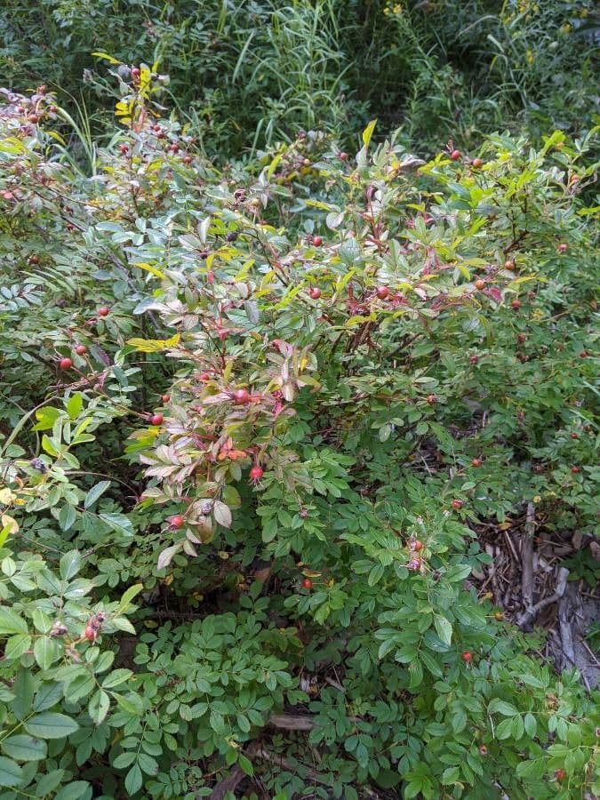 Swamp rose 9