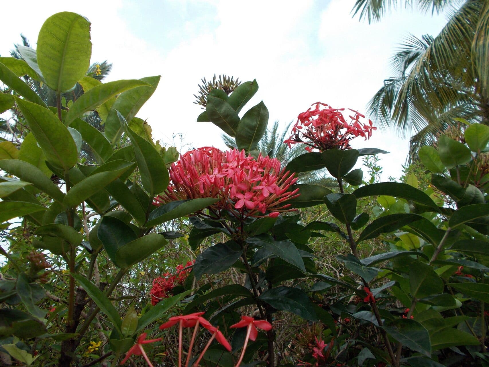Ixora 12