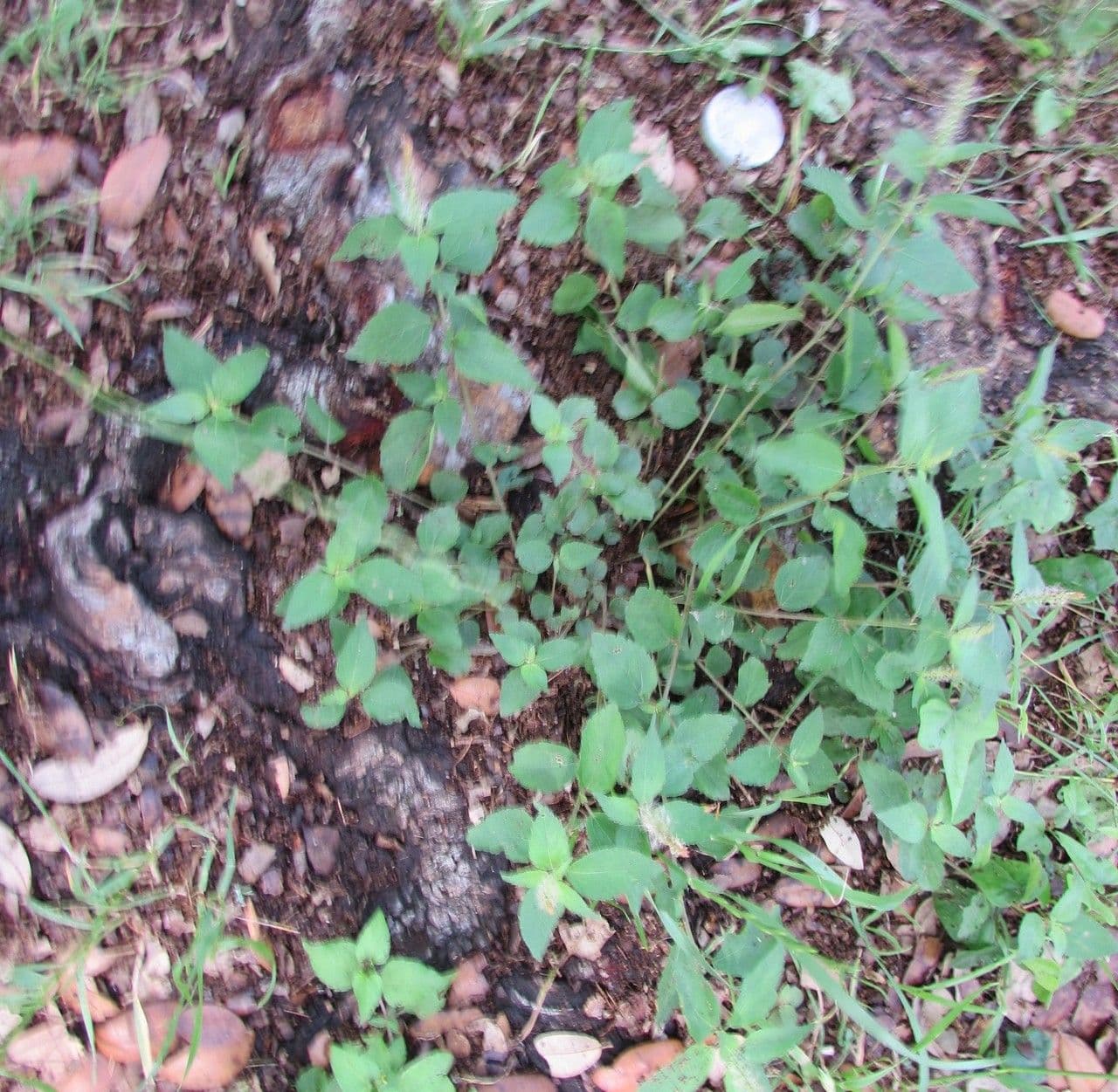 Acalypha phleoides 6
