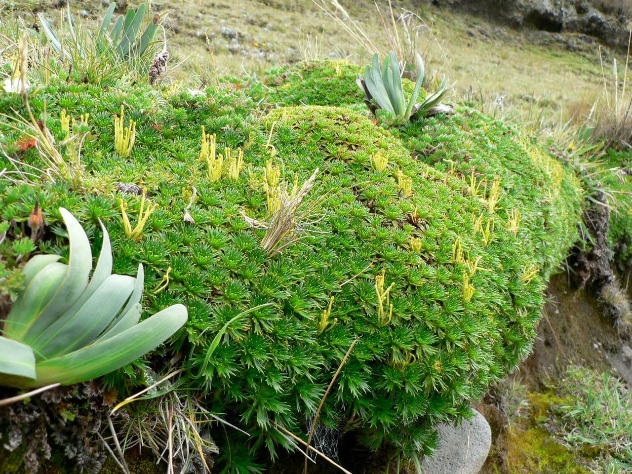 Azorella 4