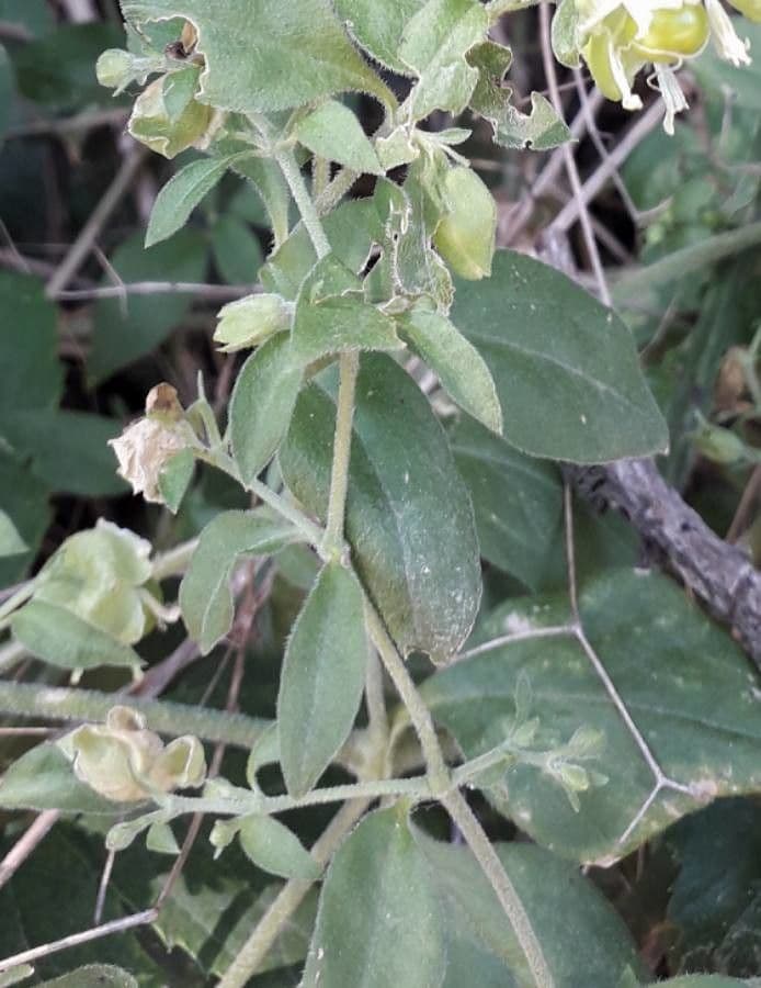 Hühnerbiss 20