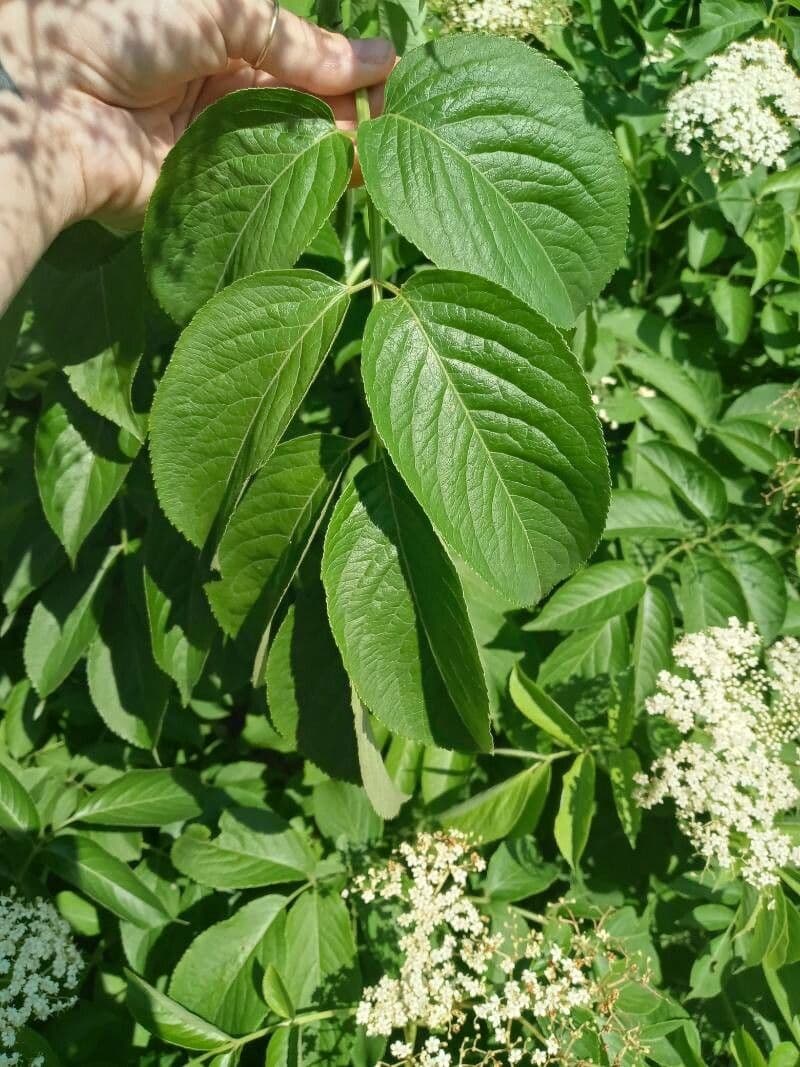 Sambuco del Canada 16