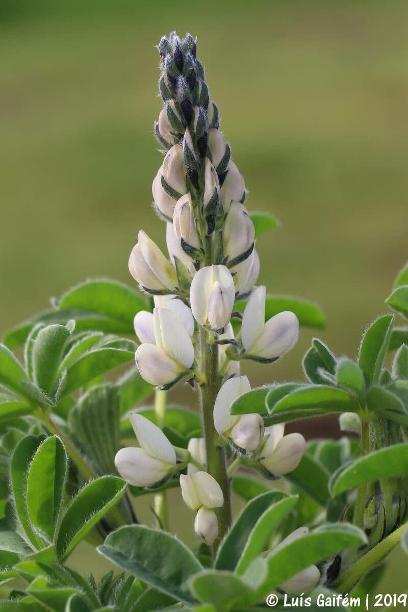 Weiße Lupine 7