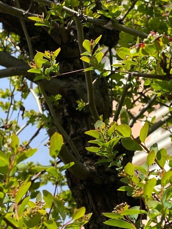 Spirea trilobata 22