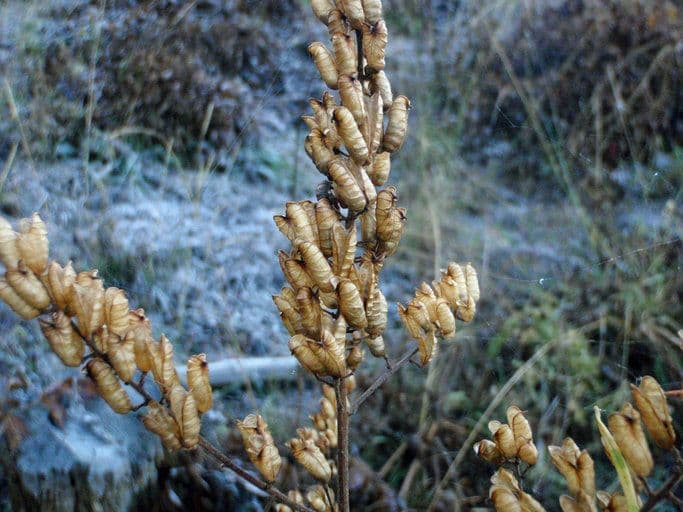 Actaea alta 3