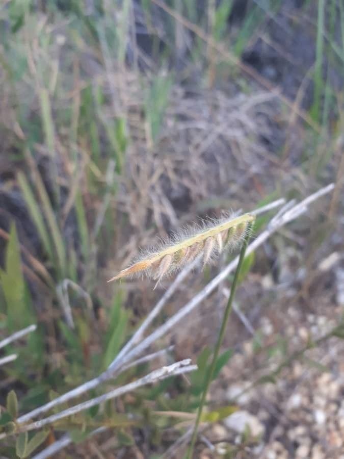 Echinolaena inflexa 5