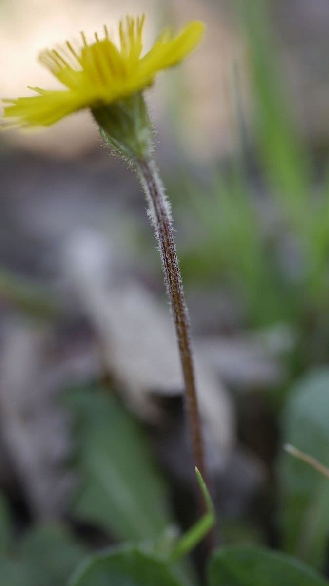 Kleinblütige Pippau 16
