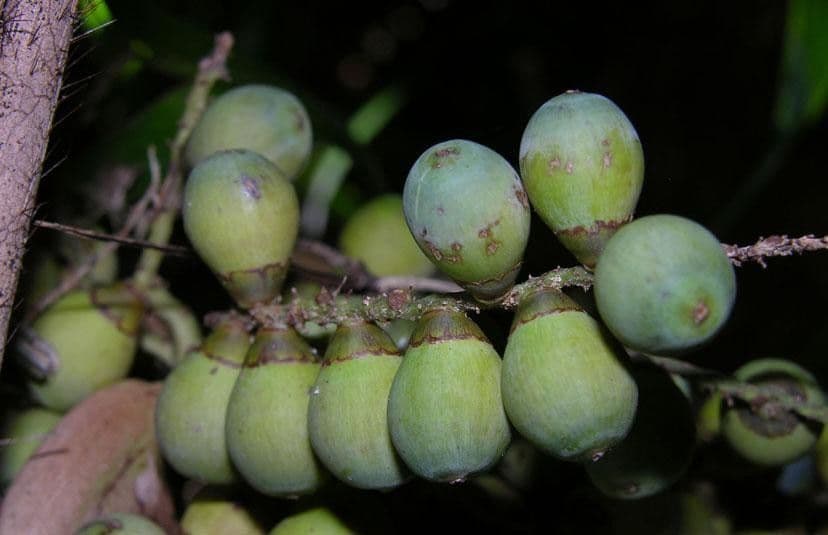 Bactris 4
