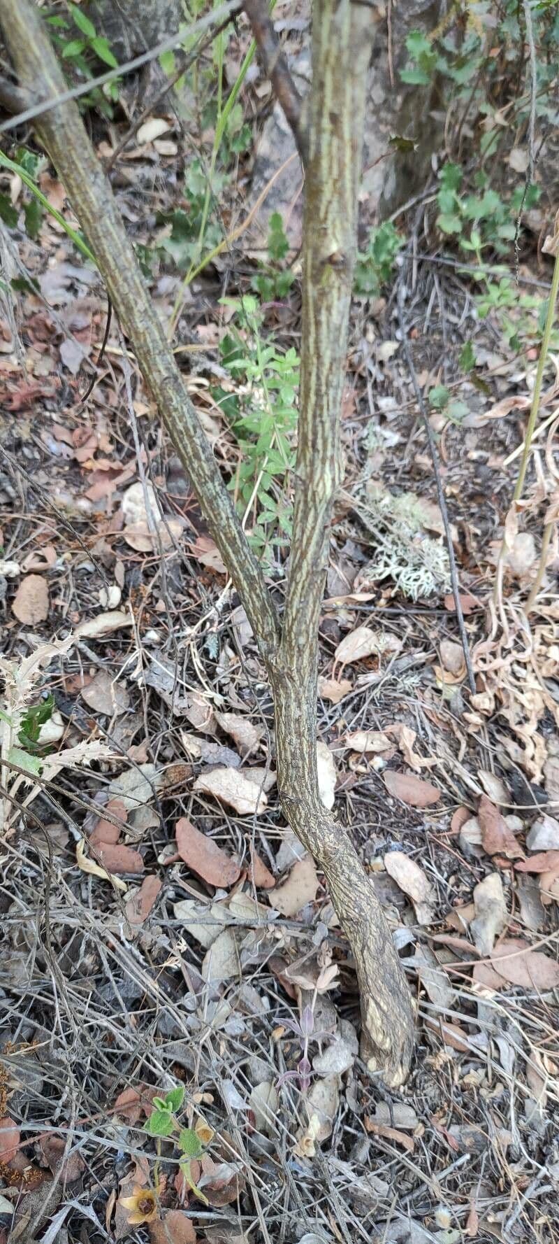 Säbel-Kratzdistel 23