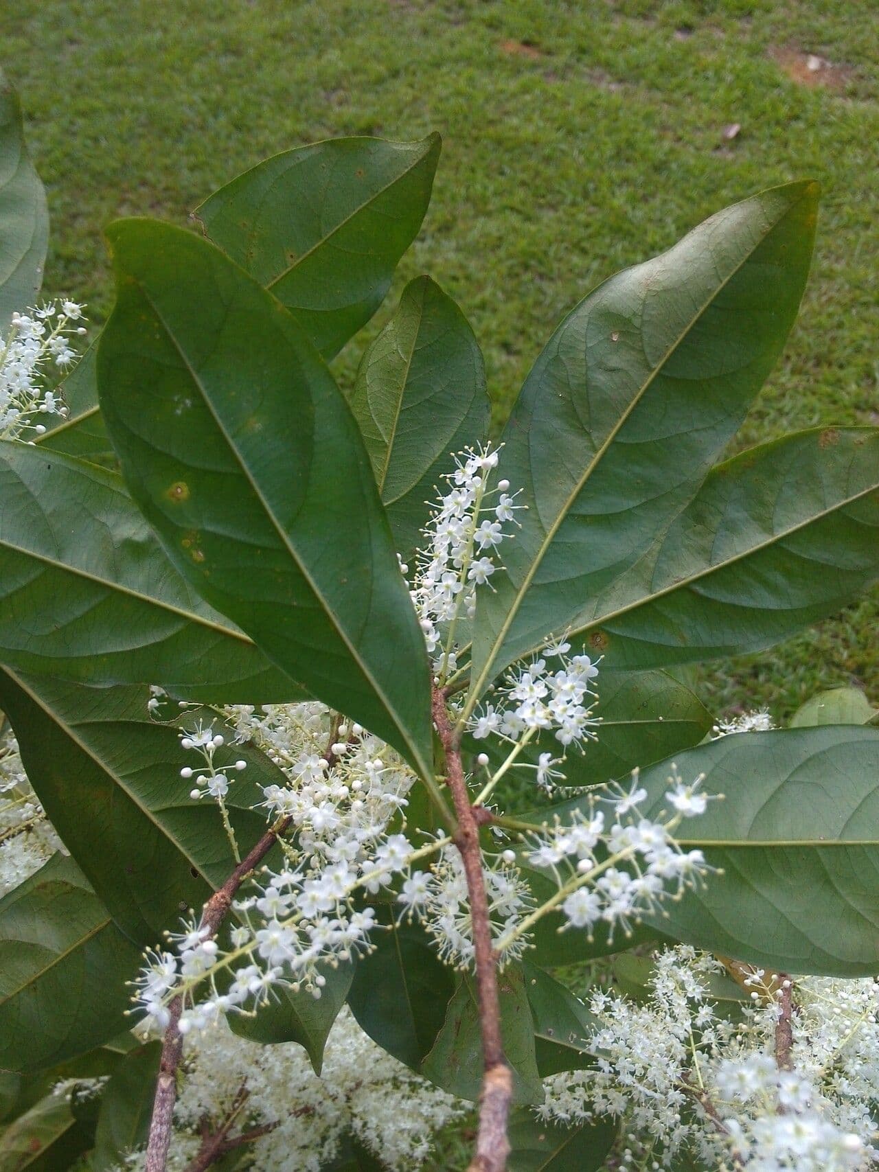 Pará-Cyrillopsis 4