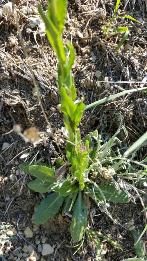 Draba incana 16