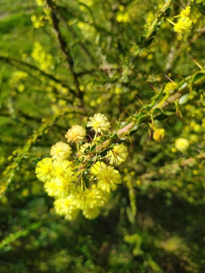 Acacia paradoxa 8