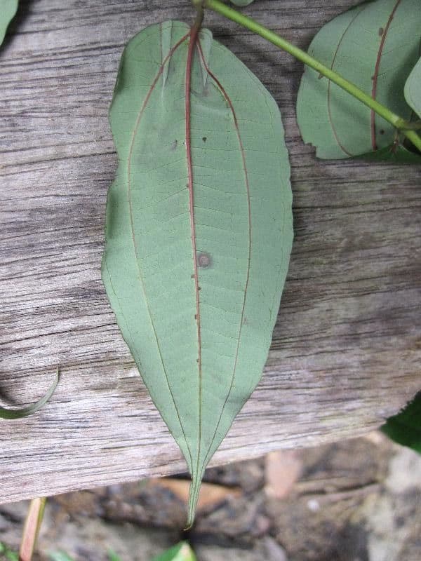 Miconia