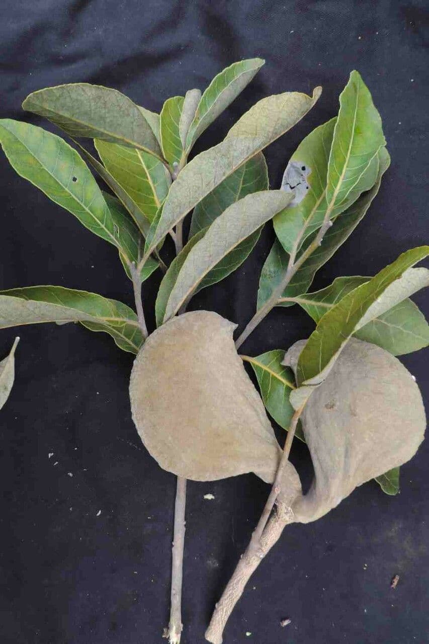 Aspidosperma 8