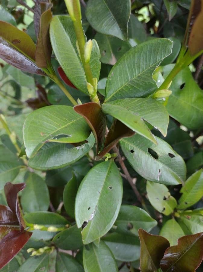 Guava costaricana 10