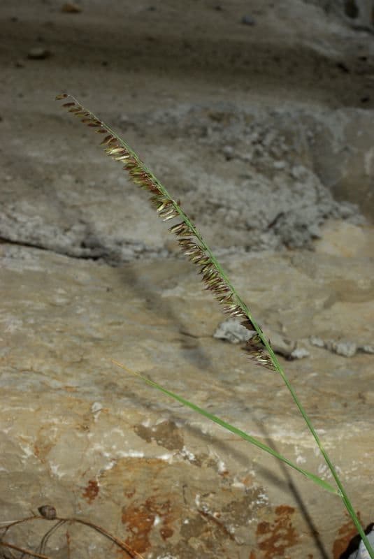Mélique améthyste 15