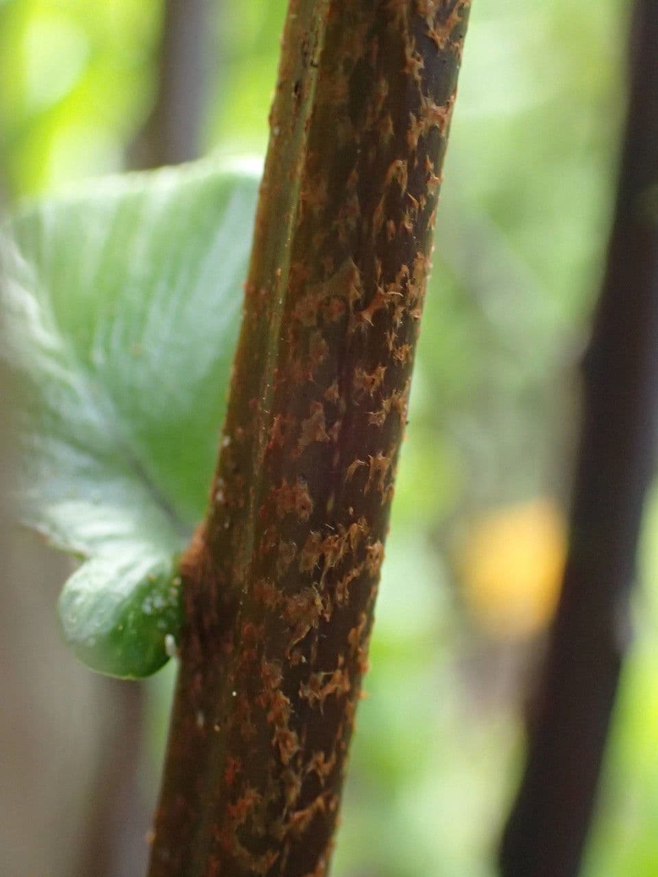 Nephrolepis 18