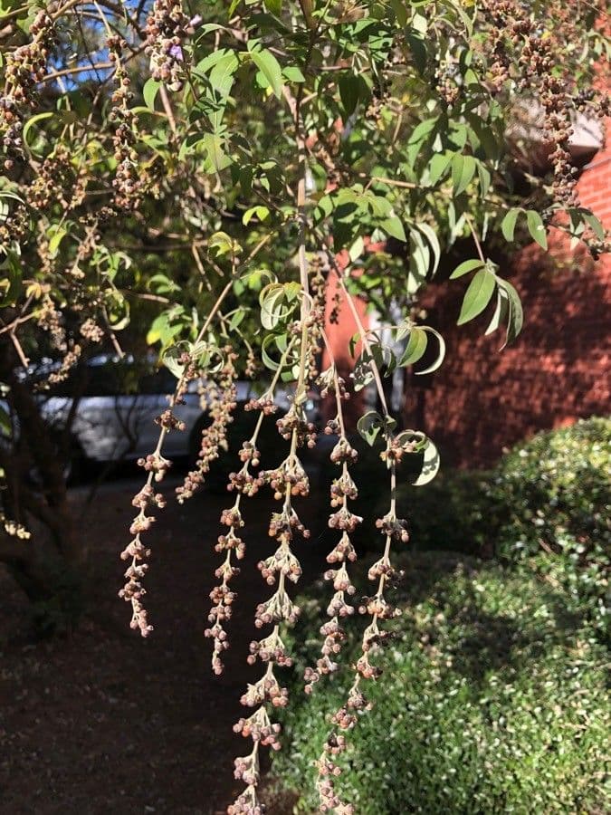 Vitex 2