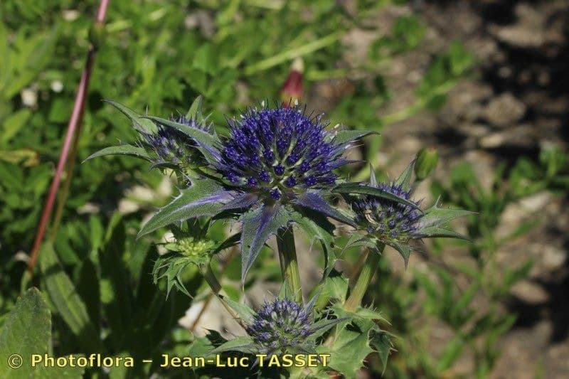 Panicaut 4