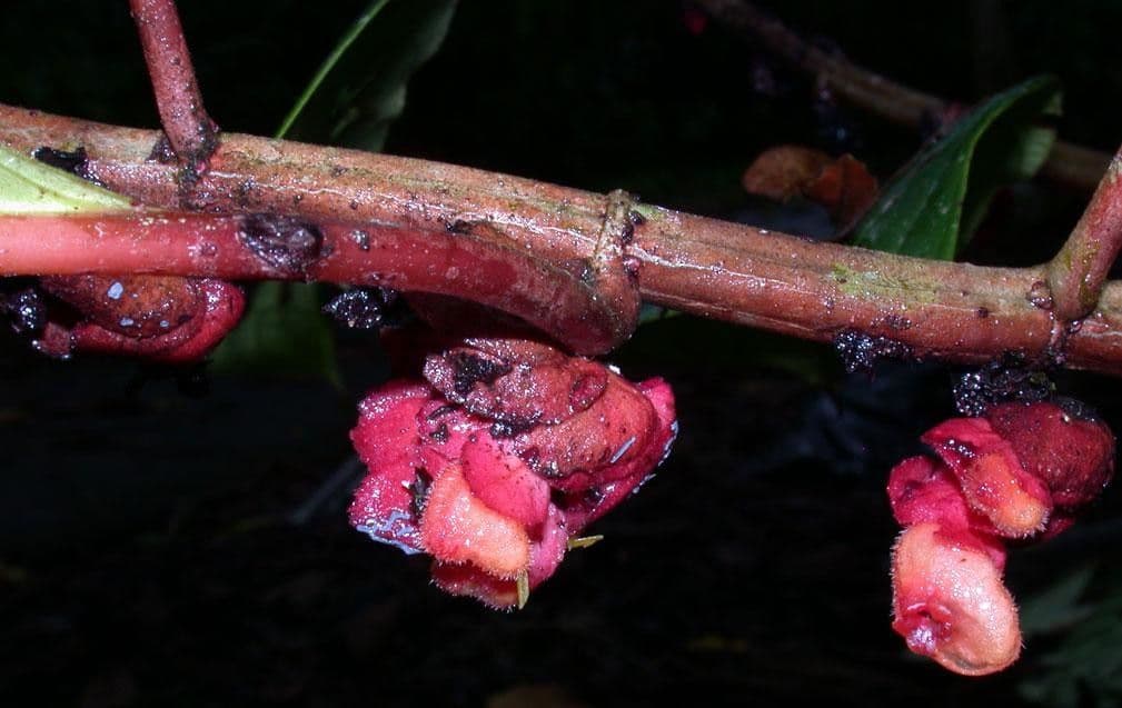Drymonia coriacea 4