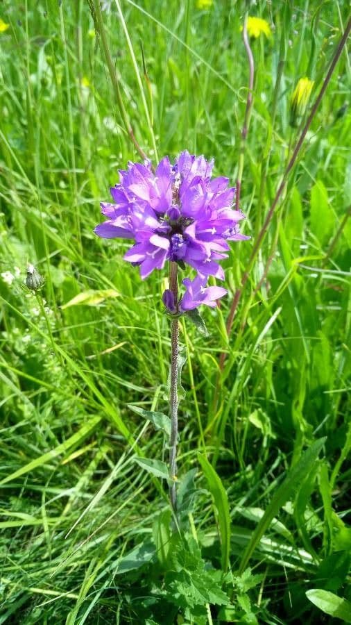 Campanula cervicaria 2