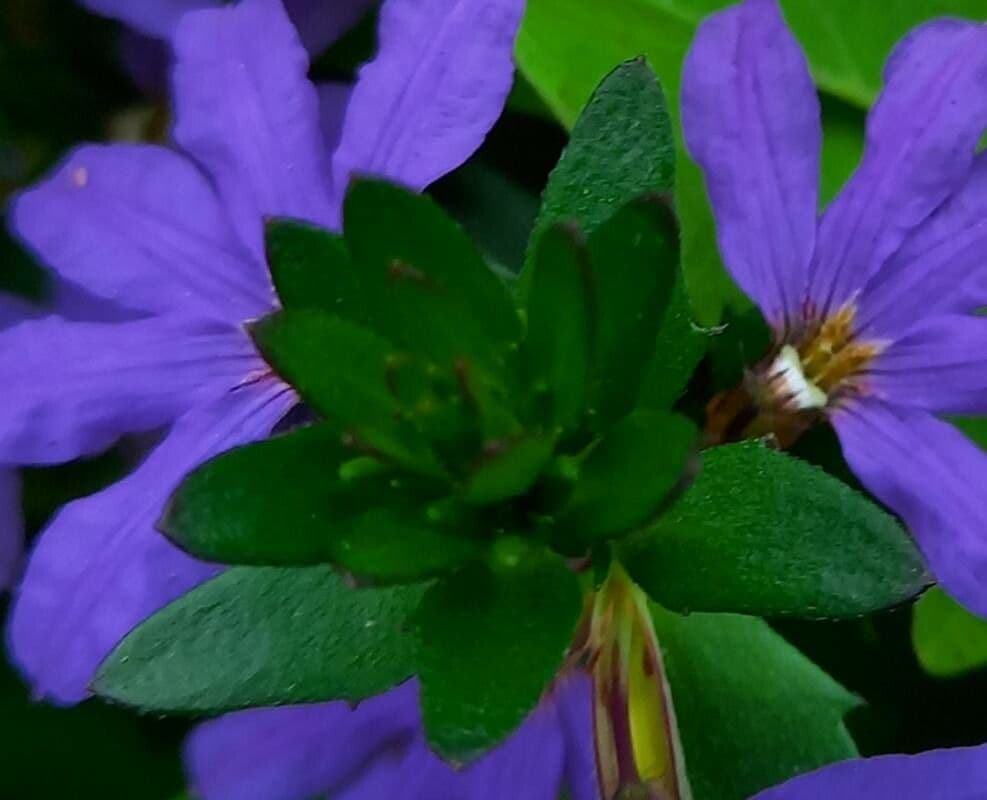 Scaevola 15