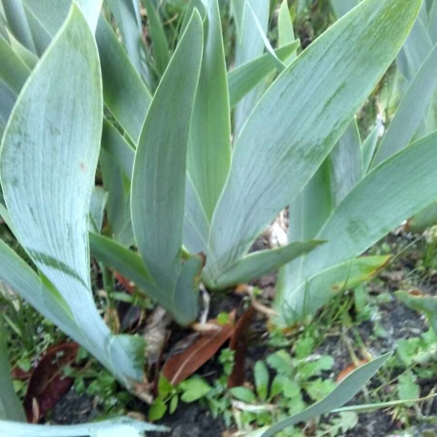 Iris lutescens 17