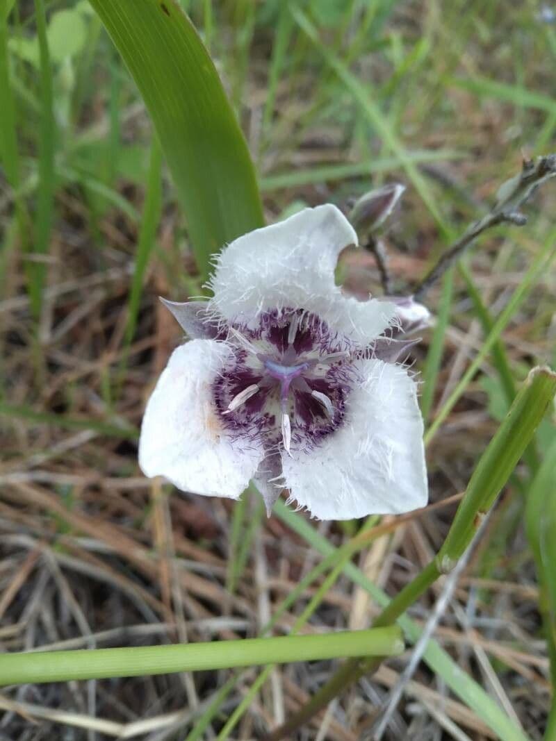 Calochortus 4
