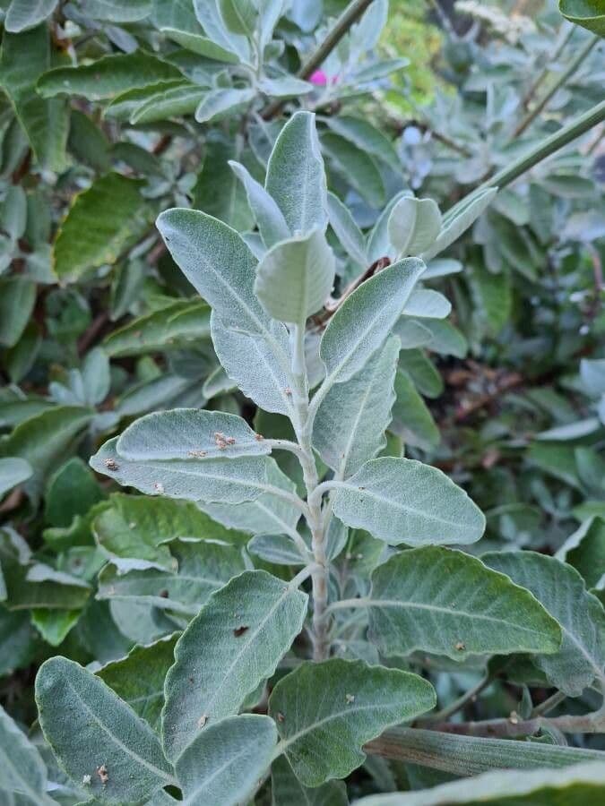 Eriogonum 7
