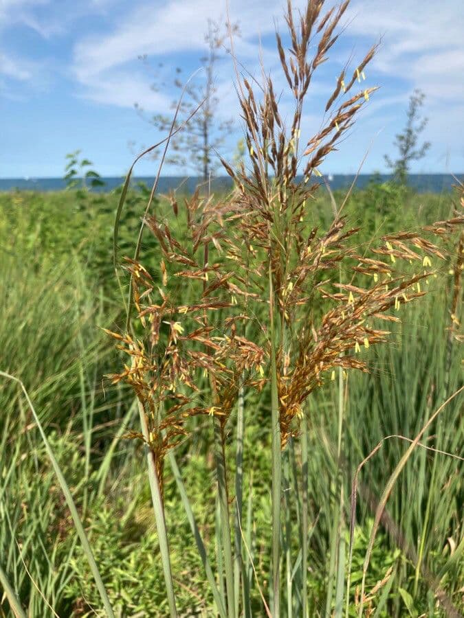 Sorghastrum nutans 9