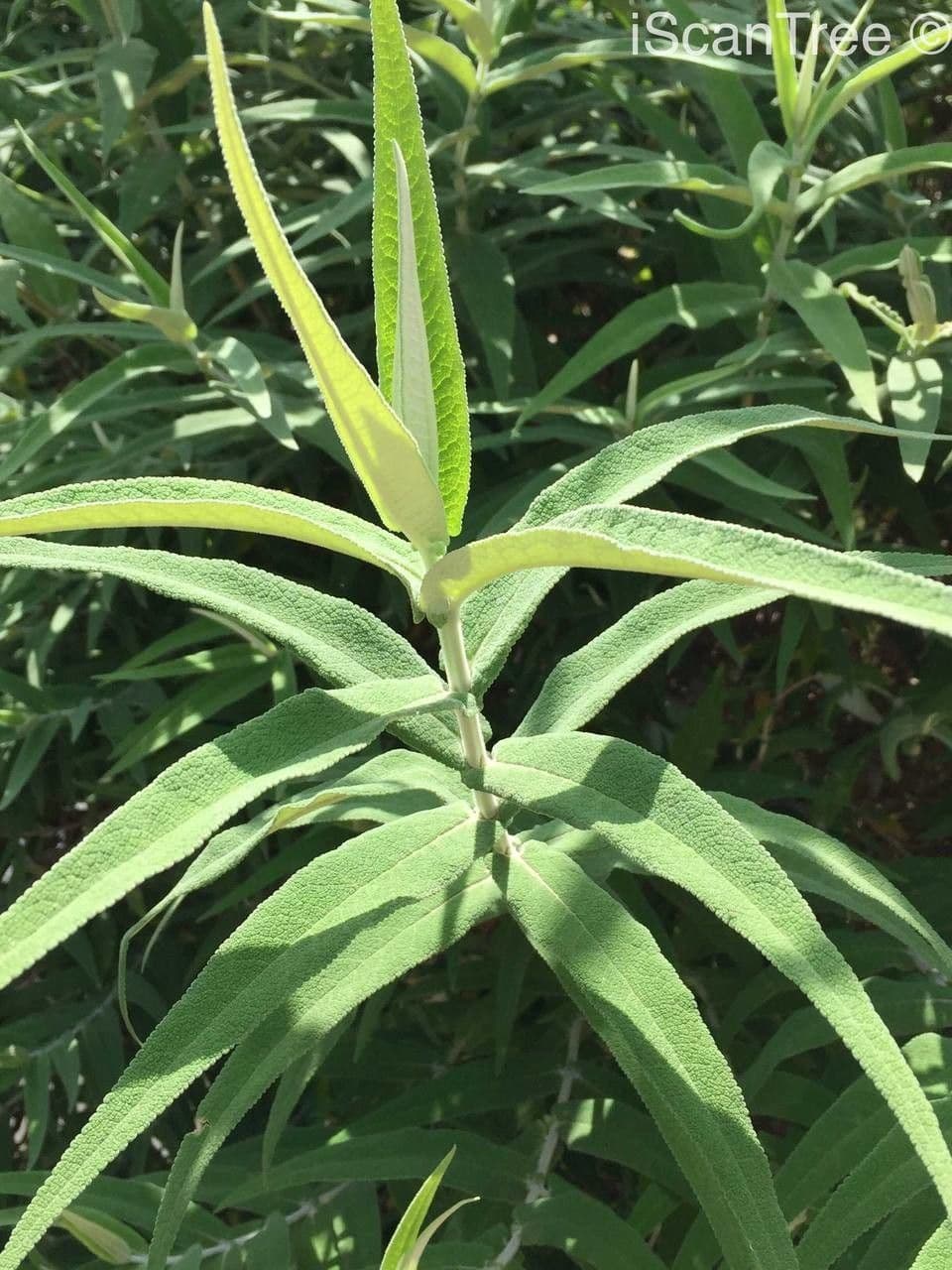 Salbei-Buddleie 7