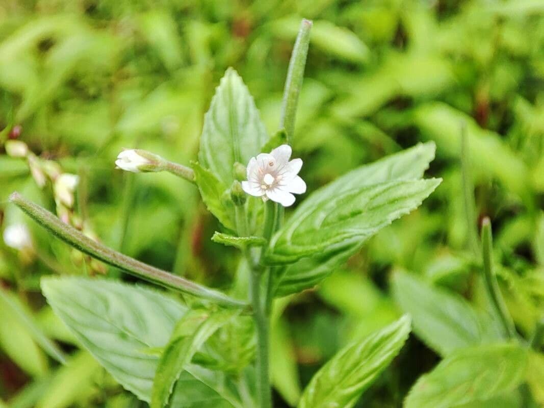 Épilobe rosé