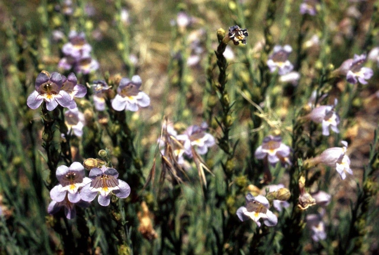 Penstemon tappezzante 2