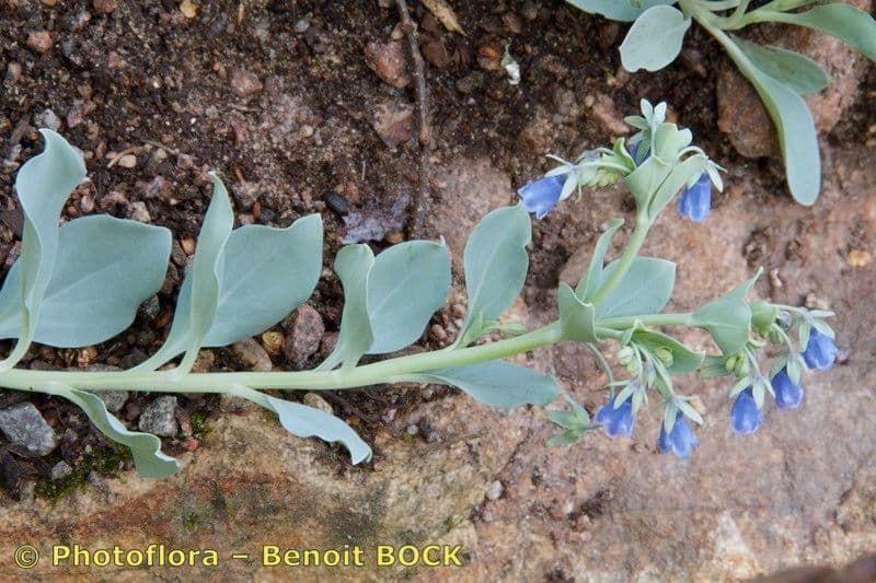 Mertensia marittima 17