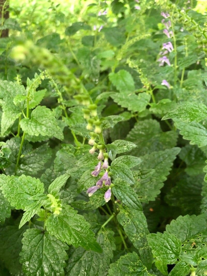 Scutellaria altissima 17