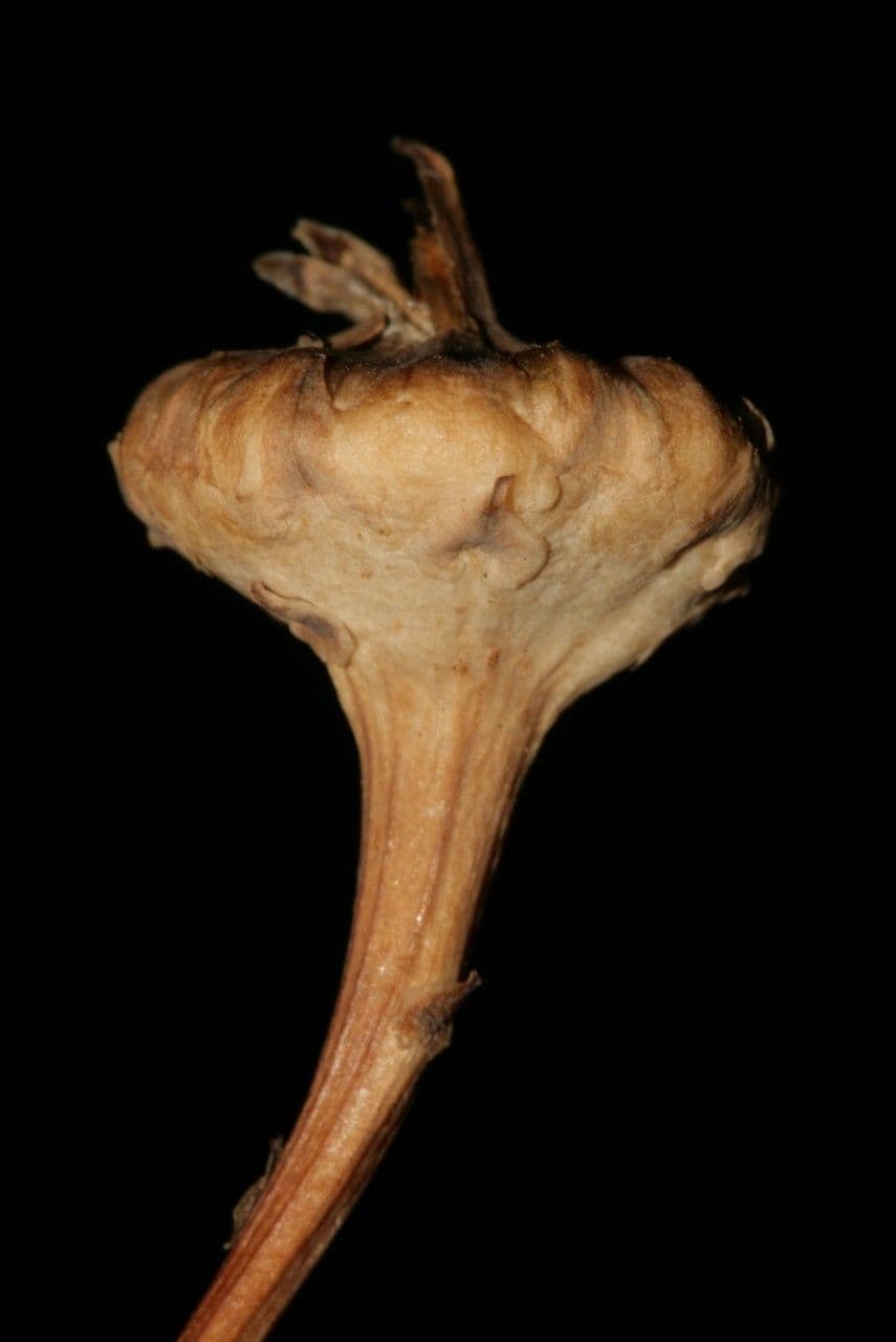 Grattalingua 3