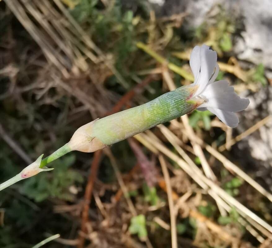 Garofano 3