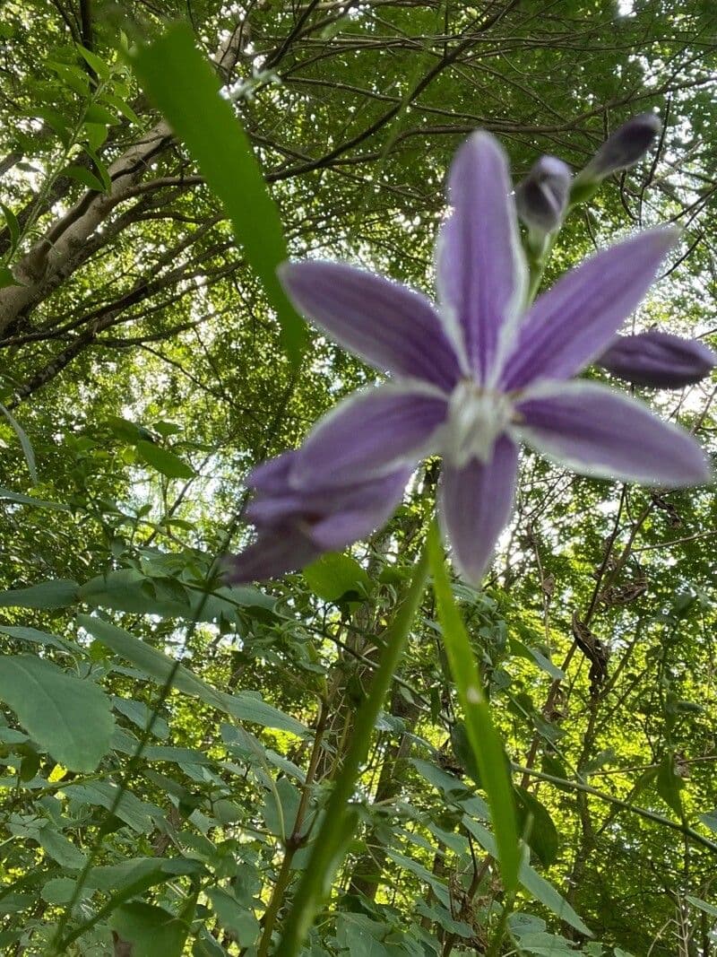 Hosta Siebolda 2