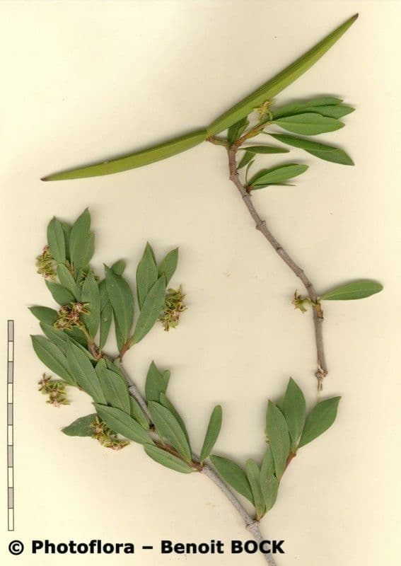 Periploca laevigata 25